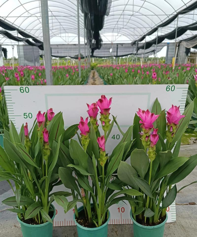 小众送妈妈的花有哪些花