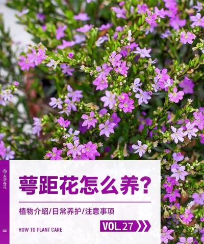 小众送妈妈的花有哪些花