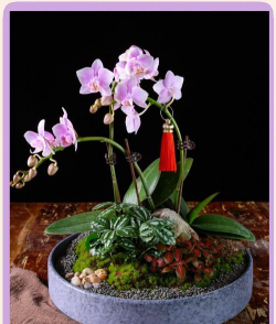 小众送妈妈的花有哪些花