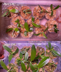 小众送妈妈的花有哪些花