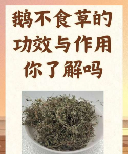 如何减轻鹅不食草对胃的刺激