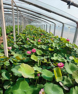 小众送妈妈的花有哪些花