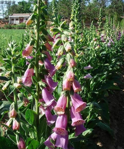 天津园林用毛地黄种植