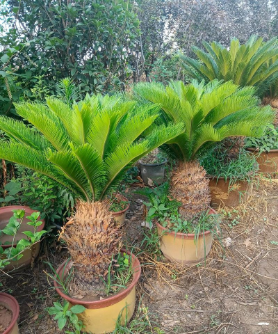 小众送妈妈的花有哪些花