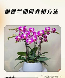 小众送妈妈的花有哪些花