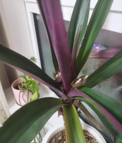 小众送妈妈的花有哪些花