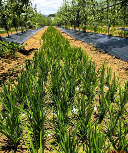 小众送妈妈的花有哪些花