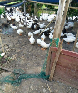 小众送妈妈的花有哪些花