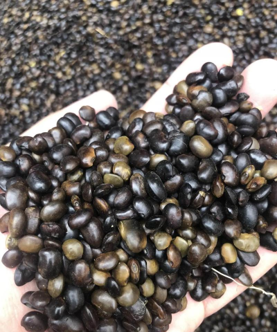 小众送妈妈的花有哪些花