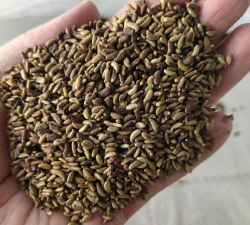 固沙先锋树种种子