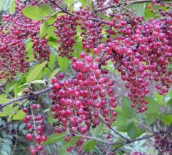 小众送妈妈的花有哪些花