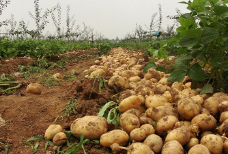 小众送妈妈的花有哪些花