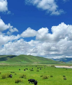 小众送妈妈的花有哪些花