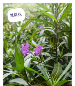 小众送妈妈的花有哪些花