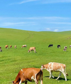 小众送妈妈的花有哪些花