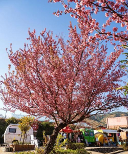 小众送妈妈的花有哪些花