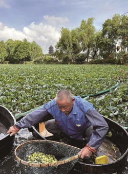 小众送妈妈的花有哪些花