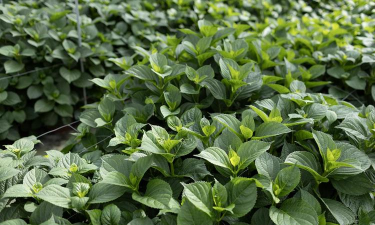 喜阴的经济作物有哪些