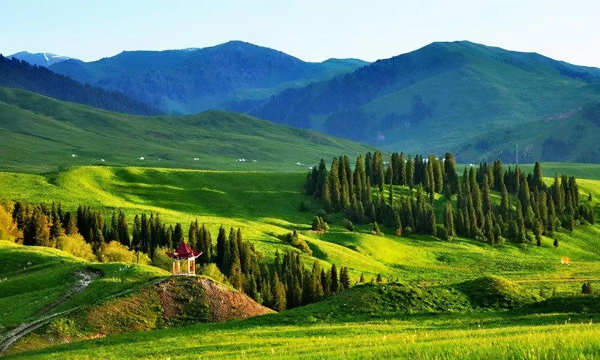 小众送妈妈的花有哪些花