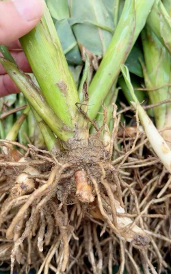 小众送妈妈的花有哪些花