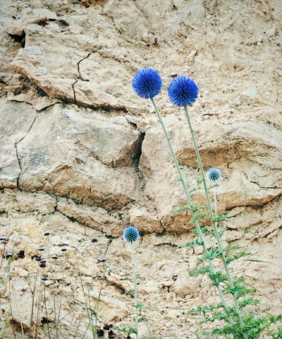 小众送妈妈的花有哪些花