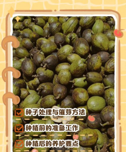 小众送妈妈的花有哪些花