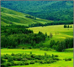 小众送妈妈的花有哪些花