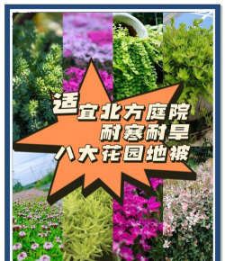 北京地被野花组合