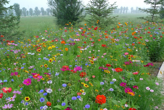 小众送妈妈的花有哪些花