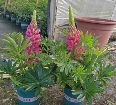 小众送妈妈的花有哪些花