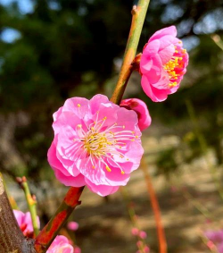 小众送妈妈的花有哪些花