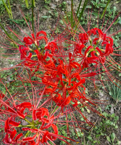 小众送妈妈的花有哪些花