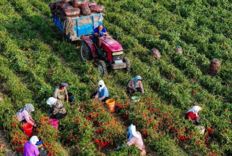 小众送妈妈的花有哪些花