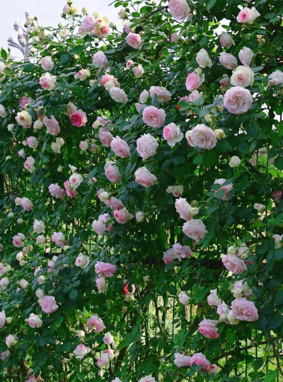 小众送妈妈的花有哪些花