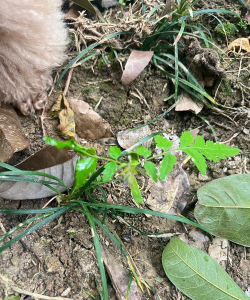 小众送妈妈的花有哪些花