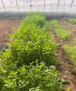 小众送妈妈的花有哪些花