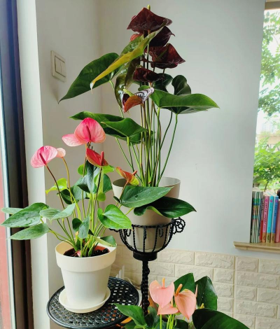 小众送妈妈的花有哪些花