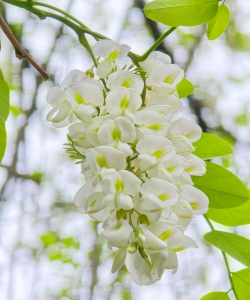 小众送妈妈的花有哪些花