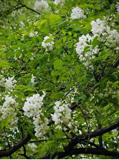 小众送妈妈的花有哪些花