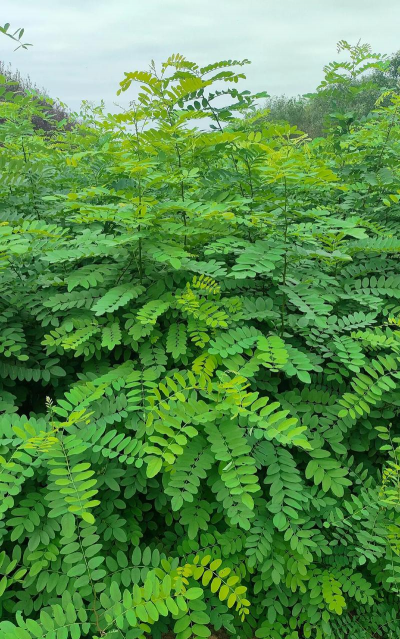 小众送妈妈的花有哪些花