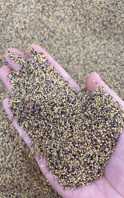 刺槐籽最新价格