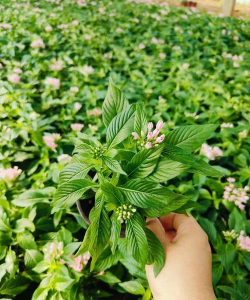 小众送妈妈的花有哪些花