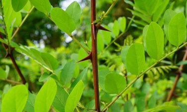 小众送妈妈的花有哪些花