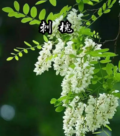 刺槐开花时间