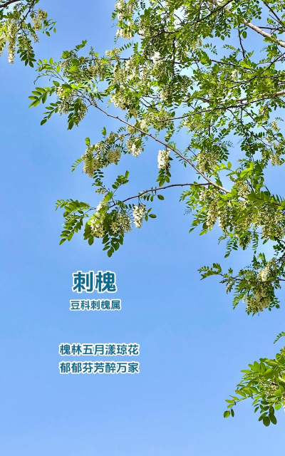 刺槐属于什么科什么属