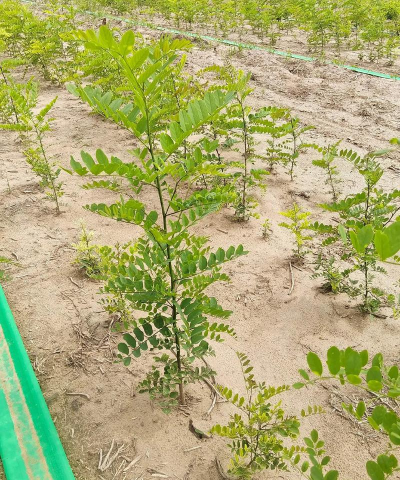 刺槐小苗批发