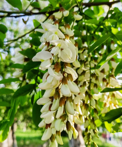 刺槐寿命一般多少年