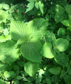 小众送妈妈的花有哪些花