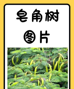 刺槐与皂角树的区别