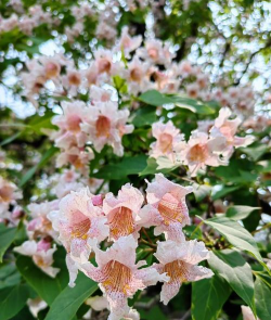 小众送妈妈的花有哪些花